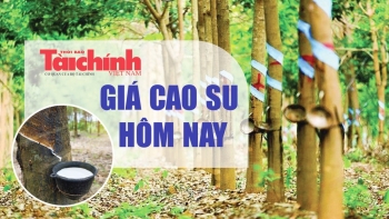 Ngày 30/11: Giá cao su tại Nhật Bản tăng 4 tuần liên tiếp, trong nước ổn định