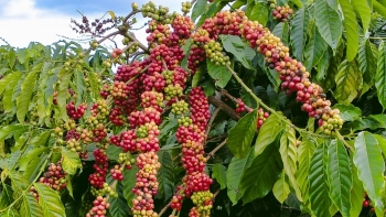 Ngày 3/12: Giá cà phê và hồ tiêu tiếp đà giảm mạnh