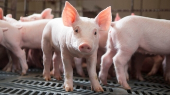Ngày 4/12: Giá heo hơi trên cả nước tiếp tục xu hướng tăng mạnh