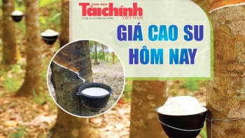 Ngày 5/12: Giá cao su thế giới giảm do lo ngại tồn kho Trung Quốc gia tăng