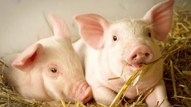 Ngày 5/12: Giá heo hơi miền Bắc tiếp tục phá đỉnh 61.000 đồng/kg