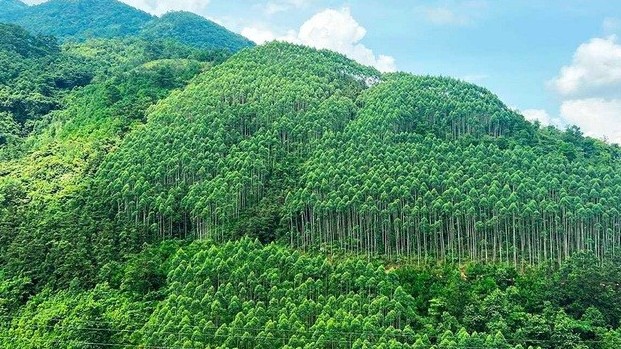 Huy động 15.291 tỷ đồng trồng trên 1,4 tỷ cây xanh trong giai đoạn 2021 - 2025