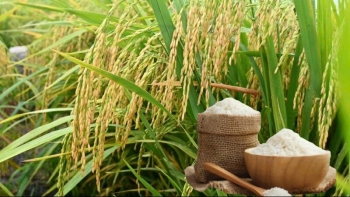 Ngày 8/12: Giá lúa gạo tại Đồng bằng sông Cửu Long không có bước đột phá mới