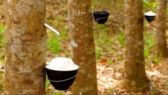 Ngày 10/12: Giá cao su Nhật Bản hồi phục, trong nước đi ngang