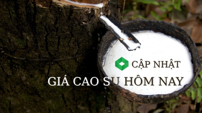 Ngày 11/12: Giá cao su ở các sàn giao dịch châu Á biến động trong biên độ hẹp