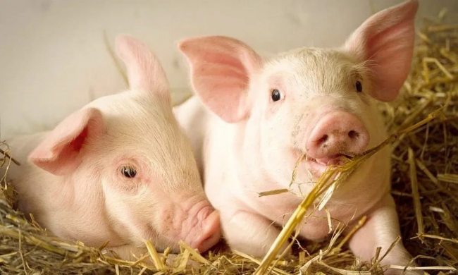 Ngày 11/12: Giá heo hơi thiết lập lại đỉnh 61.000 đồng/kg