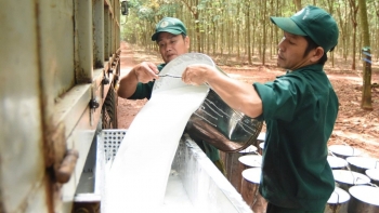 Ngày 12/12: Giá cao su thế giới tăng mạnh, trong nước ổn định