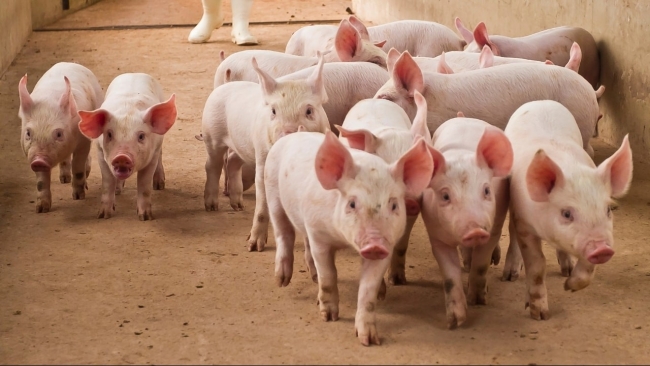 Ngày 11/12: Giá heo hơi miền Bắc và miền Trung tiếp đà tăng