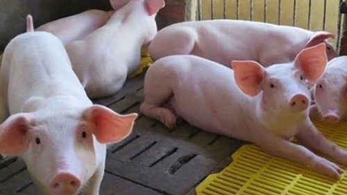 Ngày 16/12: Giá heo hơi tăng tới 4.000 đồng/kg tại khu vực miền Trung - Tây Nguyên