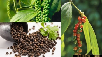 Ngày 13/12: Giá cà phê, hồ tiêu đồng loạt giảm