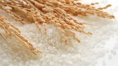 Ngày 13/12: Giá lúa gạo trong nước đi ngang, gạo Thái Lan tăng mạnh