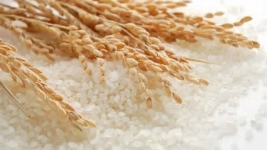 Ngày 13/12: Giá lúa gạo trong nước đi ngang, gạo Thái Lan tăng mạnh