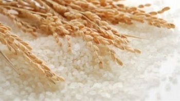 Ngày 13/12: Giá lúa gạo trong nước đi ngang, gạo Thái Lan tăng mạnh