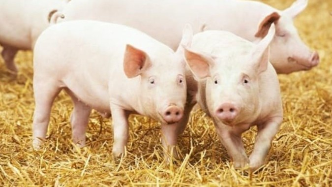 Ngày 14/12: Giá heo hơi tại miền Bắc vẫn duy trì xu hướng tăng