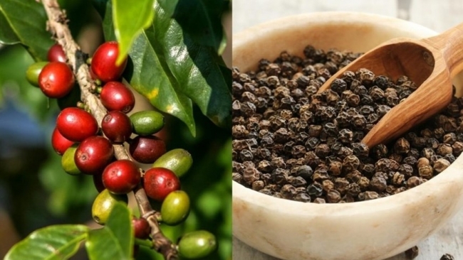 Ngày 15/12: Giá cà phê có xu hướng giảm, hồ tiêu duy trì mốc cao