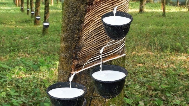 Ngày 15/12: Giá cao su trong nước biến động tăng