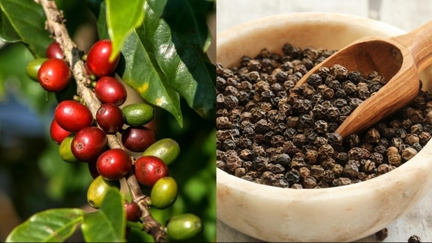 Ngày 15/12: Giá cà phê có xu hướng giảm, hồ tiêu duy trì mốc cao