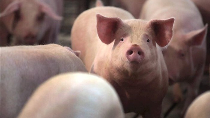 Ngày 20/12: Giá heo hơi tiếp tục xu hướng đi lên đầy ấn tượng