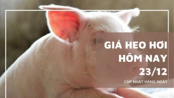 Ngày 23/12: Giá heo hơi thiết lập kỷ lục mới ở mốc 70.000 đồng/kg