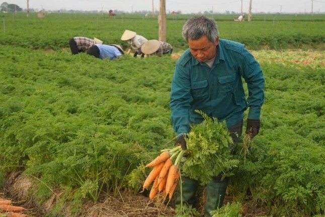 Kết nối nông sản vùng Đồng bằng sông Hồng, hướng tới thị trường Tết