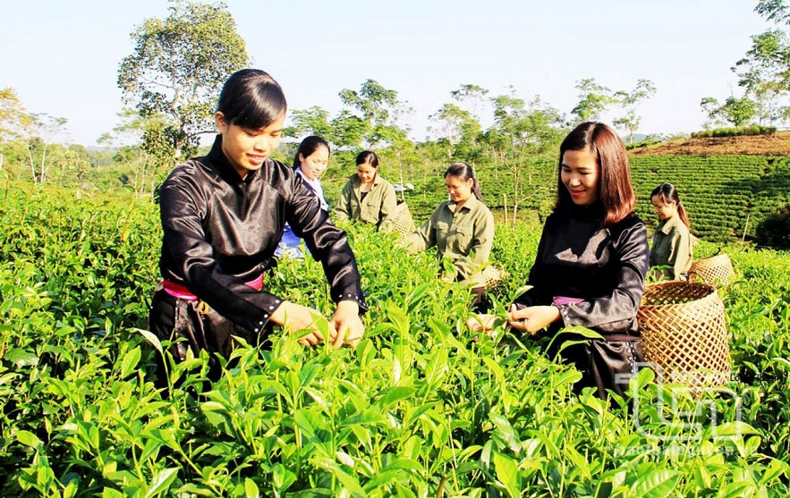 Thái Nguyên chuẩn bị nền tảng giảm nghèo bền vững giai đoạn 2026 - 2030