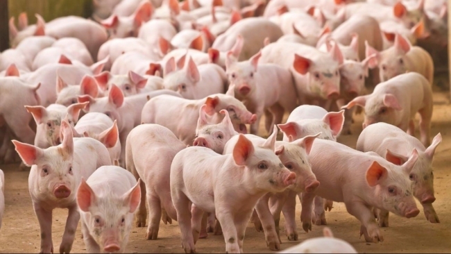 Ngày 24/12: Giá heo hơi tiếp đà tăng tại nhiều địa phương trên cả nước