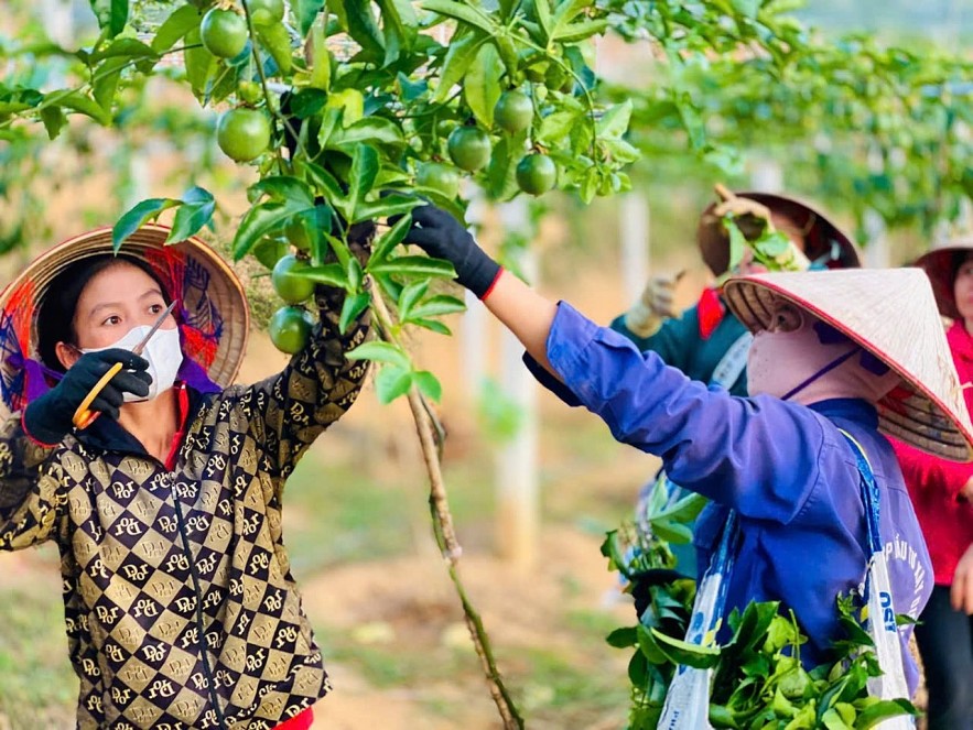 undefined Điện Biên: Tạo sinh kế, nâng chất lượng đời sống người dân