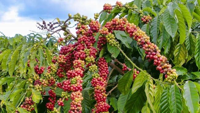 Ngày 25/12: Giá hồ tiêu và cà phê và đồng loạt bật tăng mạnh