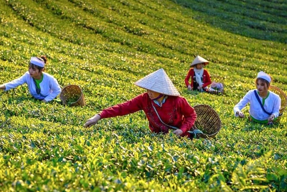 Bộ Công thương hỗ trợ tháo gỡ gần 500 container chè Việt Nam bị ách tắc tại Pakistan