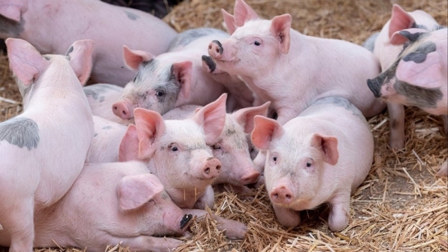 Ngày 28/12: Giá heo hơi hạ nhiệt tại nhiều địa phương sau tăng nóng