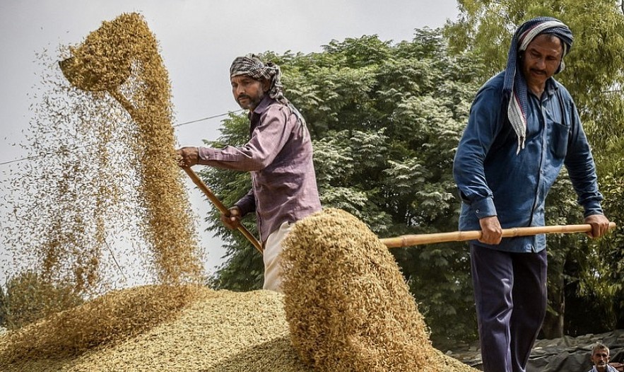 Thị trường nông sản: Giá gạo xuất khẩu của Ấn Độ tăng lên mức cao nhất trong một tháng