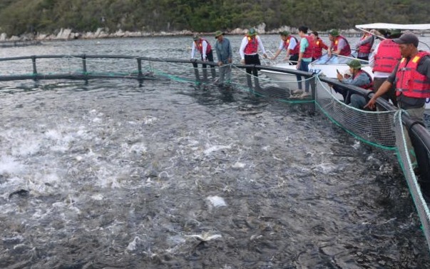 Hoàn thiện khung pháp lý để phát triển ngành thủy sản bền vững