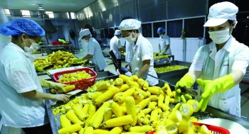 Ngành rau quả đặt mục tiêu chinh phục mốc 10 tỷ USD trong năm 2026