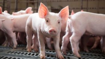 Ngày 2/1: Giá heo hơi cả nước tiếp tục điều chỉnh nhẹ