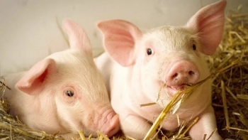 Ngày 3/1: Giá heo hơi dao động trong khoảng 62.000 - 69.000 đồng/kg