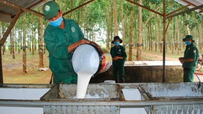 Ngày 4/1: Giá sao su thế giới giảm hơn 1%, trong nước kéo dài đà đi ngang