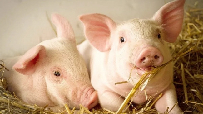 Ngày 9/1: Giá heo hơi lập đỉnh mới ở mốc 71.000 đồng/kg