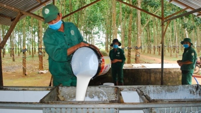 Ngày 11/1: Giá cao su thế giới biến động trái chiều trước áp lực cung - cầu