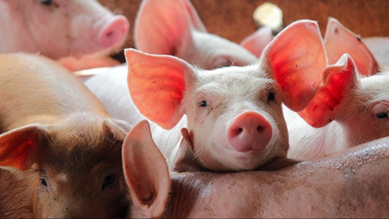 Ngày 13/1: Giá heo hơi duy trì đà tăng trưởng mạnh mẽ trên cả ba miền