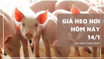 Ngày 14/1: Giá heo hơi vẫn đang trên đà đi lên vững chắc