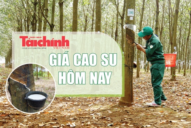 Ngày 15/1: Giá cao su thế giới đồng loạt tăng, trong nước ổn định