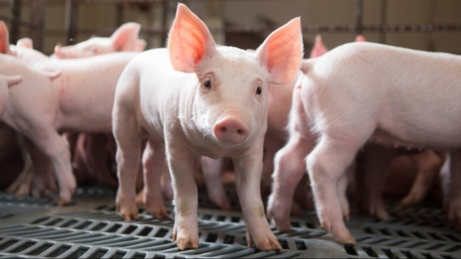 Ngày 15/1: Giá heo hơi tiếp tục đi lên tại nhiều khu vực trên cả nước