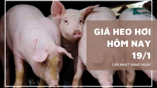 Ngày 19/1: Giá heo hơi tại miền Nam lập kỷ lục, chạm mốc 72.000 đồng/kg