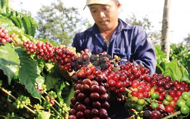 Giá hồ tiêu có nhịp điều chỉnh nhẹ đầu năm 2026