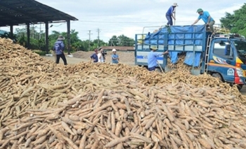 Thúc đẩy truy xuất nguồn gốc sắn, đáp ứng yêu cầu của thị trường quốc tế