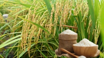 Ngày 1/2: Giá lúa gạo tại Đồng bằng sông Cửu Long đi ngang