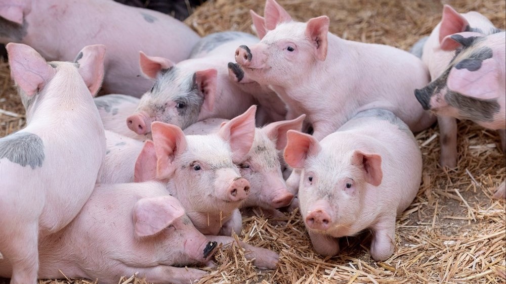 Ngày 1/2: Giá heo hơi tăng - giảm trái chiều