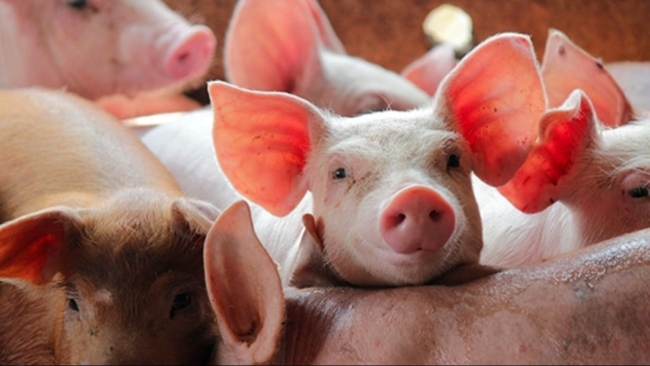 Ngày 3/2: Giá heo hơi giảm mạnh ở cả 3 miền trên cả nước