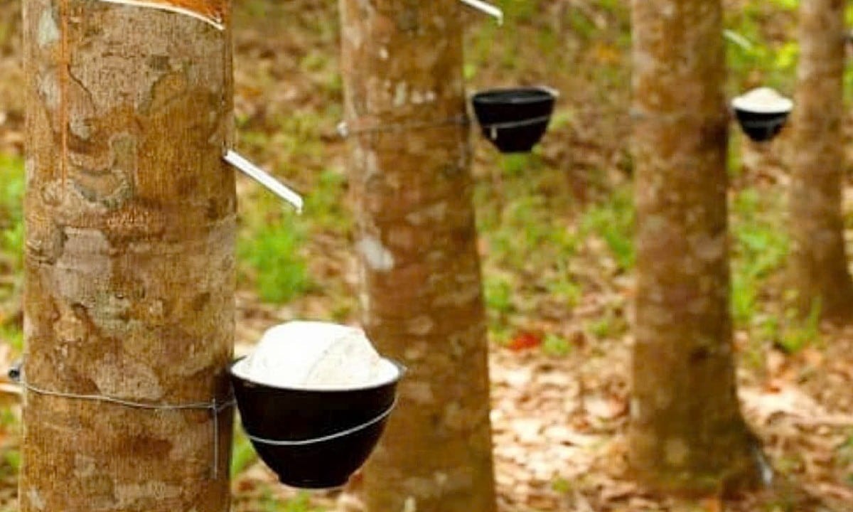 Ngày 4/2: Giá cao su thế giới đồng loạt giảm