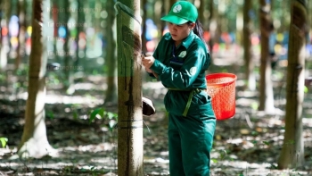 Ngày 6/2: Giá cao su thế giới đồng loạt đảo chiều tăng